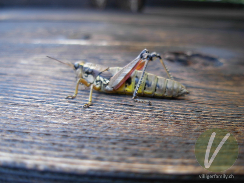 Gewöhnliche Gebirgsschrecke: 