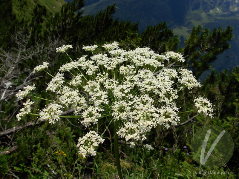 Breitblättriges Laserkraut: Blüten