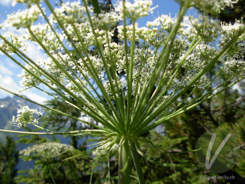 Breitblättriges Laserkraut: Blüten