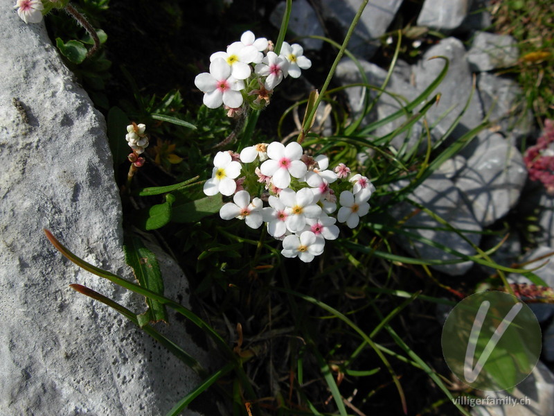 Bewimperter Mannsschild: Blüten