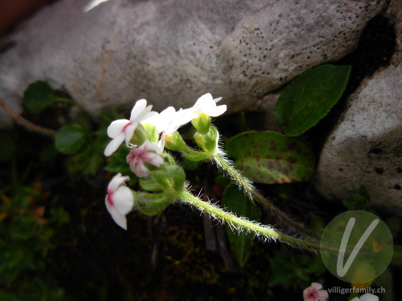 Bewimperter Mannsschild: Blüten