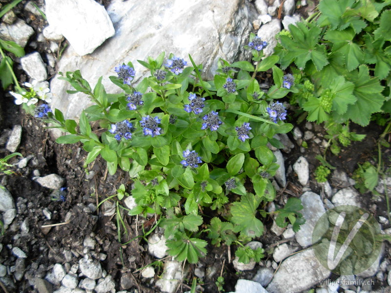 Alpen-Ehrenpreis: Blüten, Gesamtbild