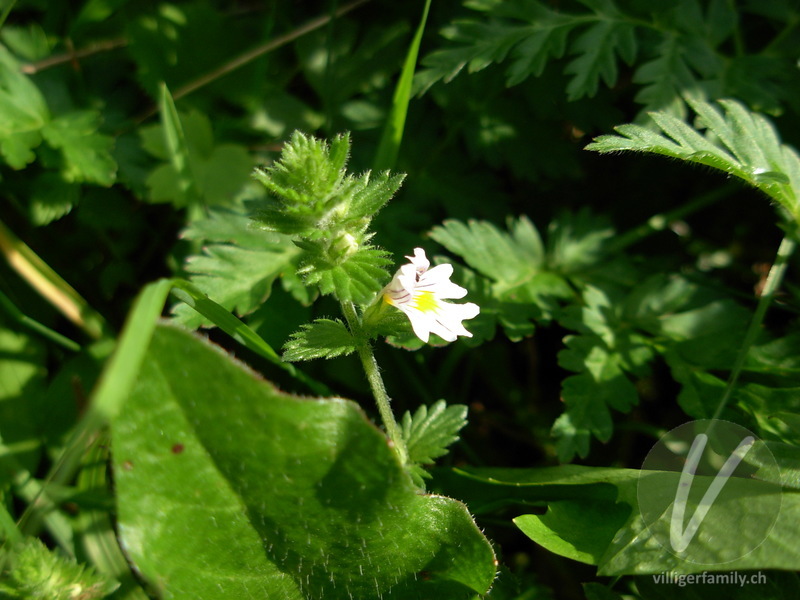 Berg-Augentrost: Blüten, Blätter, Stengel, Gesamtbild