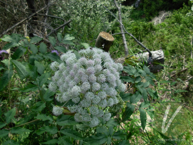 Wilde Brustwurz: Blüten