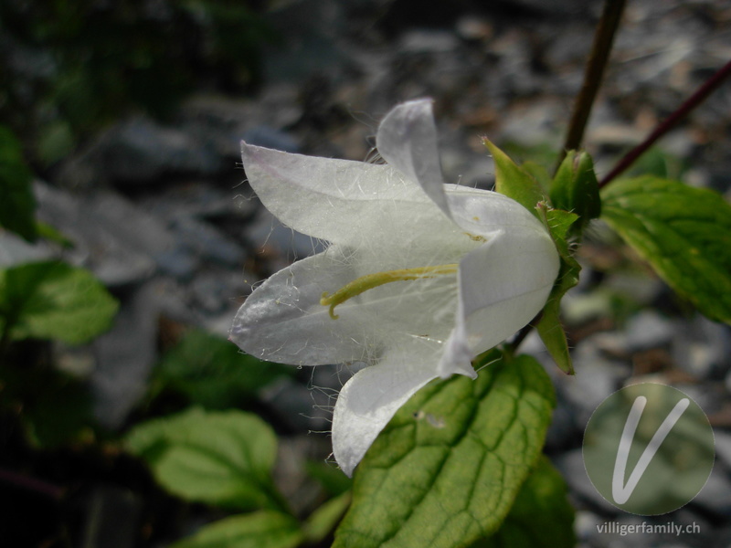 Nesselblättrige Glockenblume: Blüten