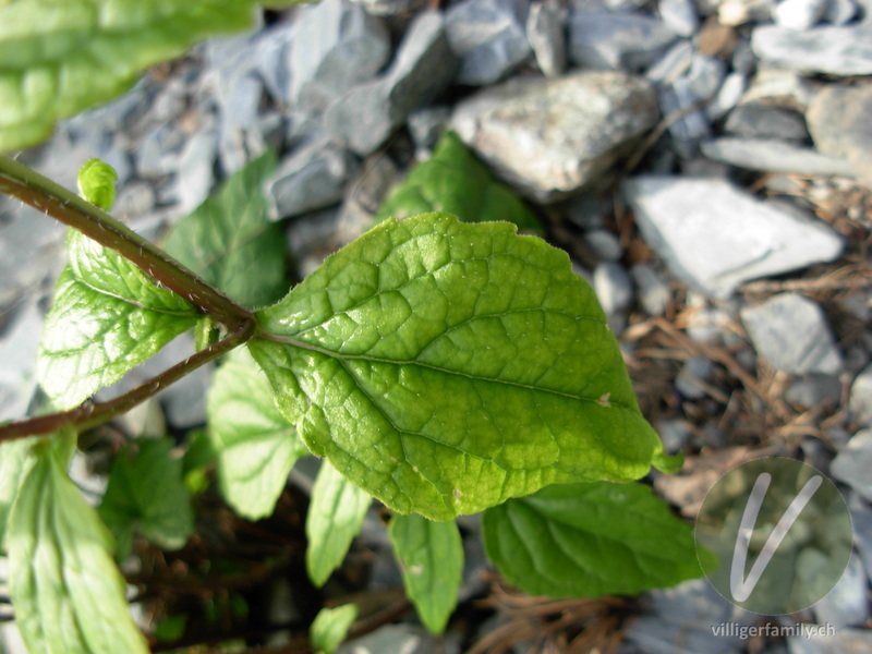 Nesselblättrige Glockenblume: Blätter