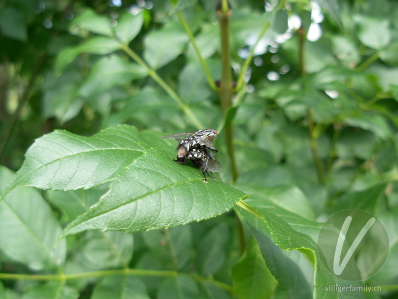Graue Fleischfliege: 
