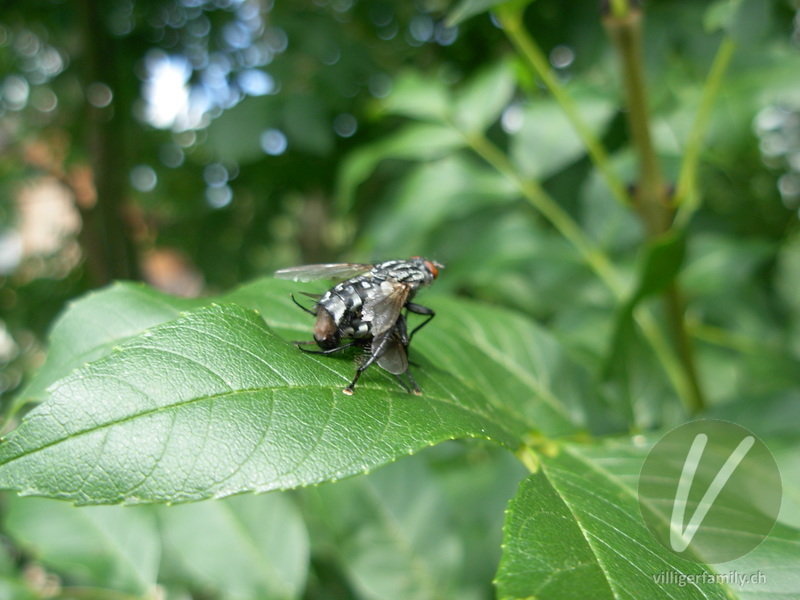 Graue Fleischfliege: 