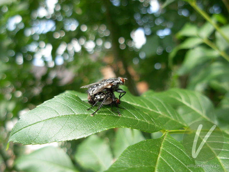Graue Fleischfliege: 