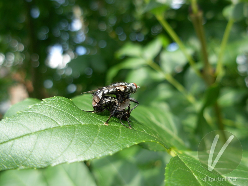 Graue Fleischfliege: 