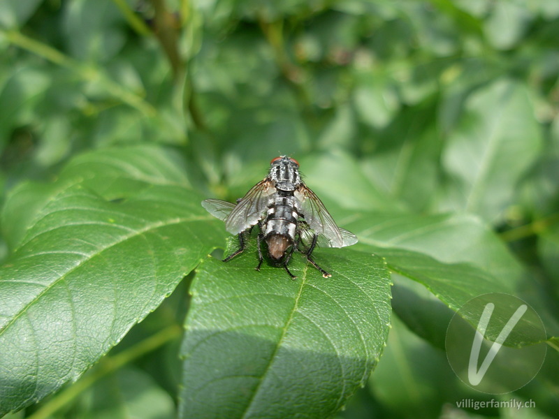 Graue Fleischfliege: 