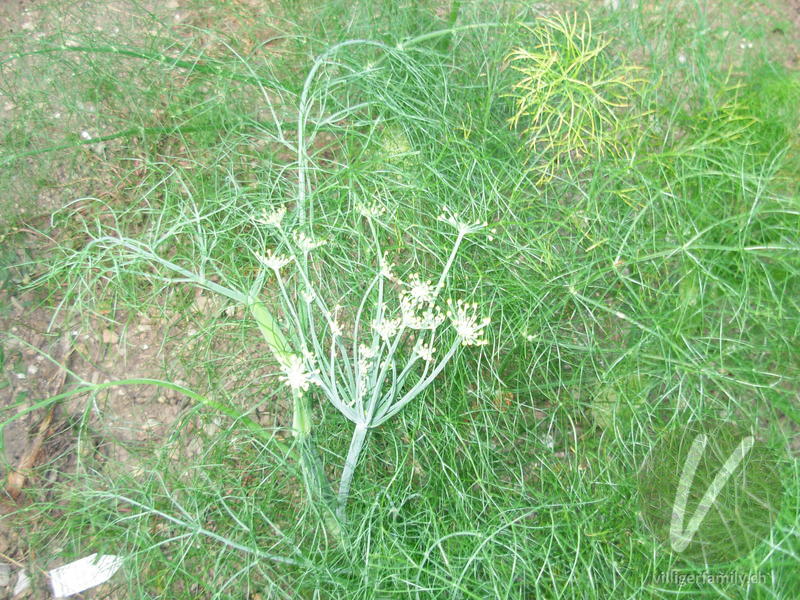 Fenchel: Blüten, Blätter, Gesamtbild