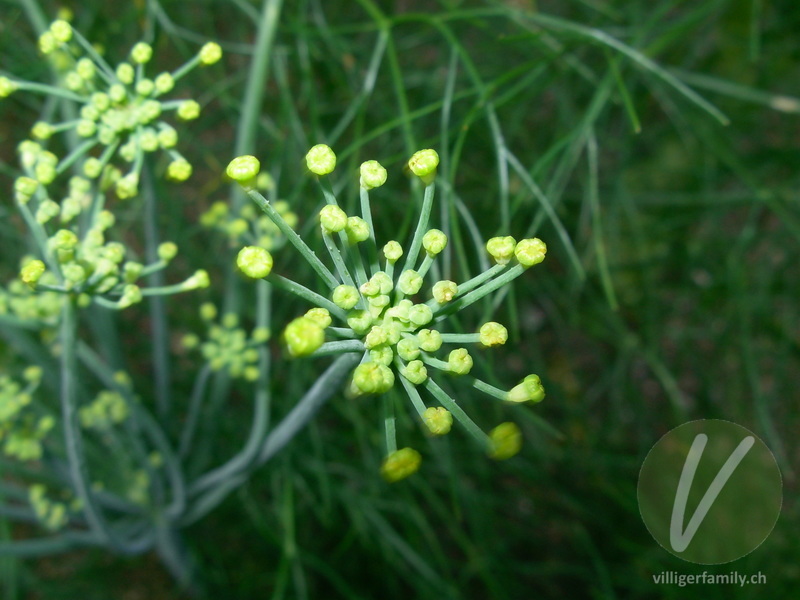 Fenchel: Blüten