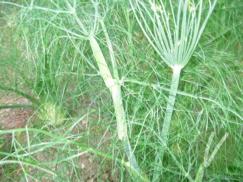 Fenchel: Blätter, Stengel