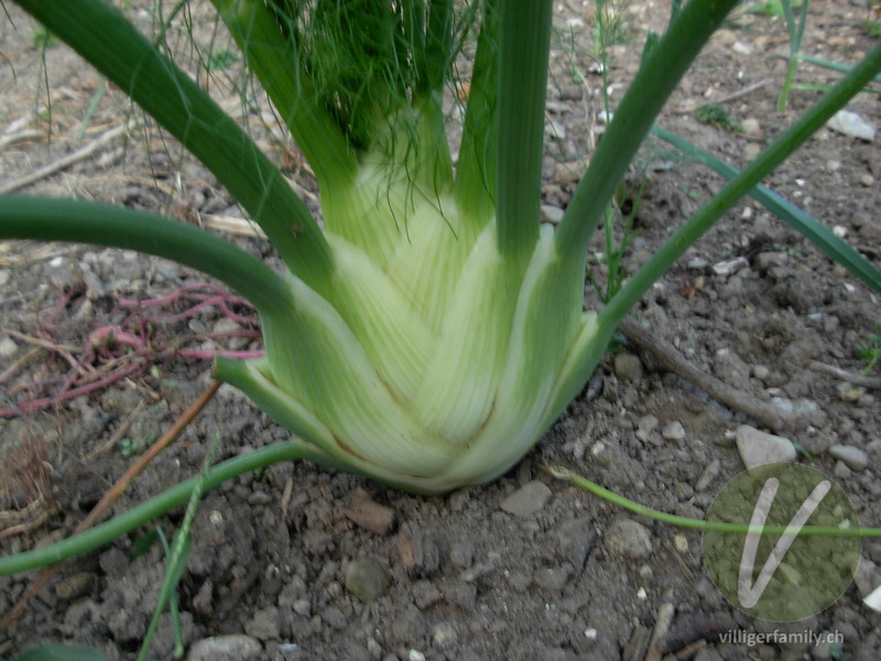 Fenchel: Stengel
