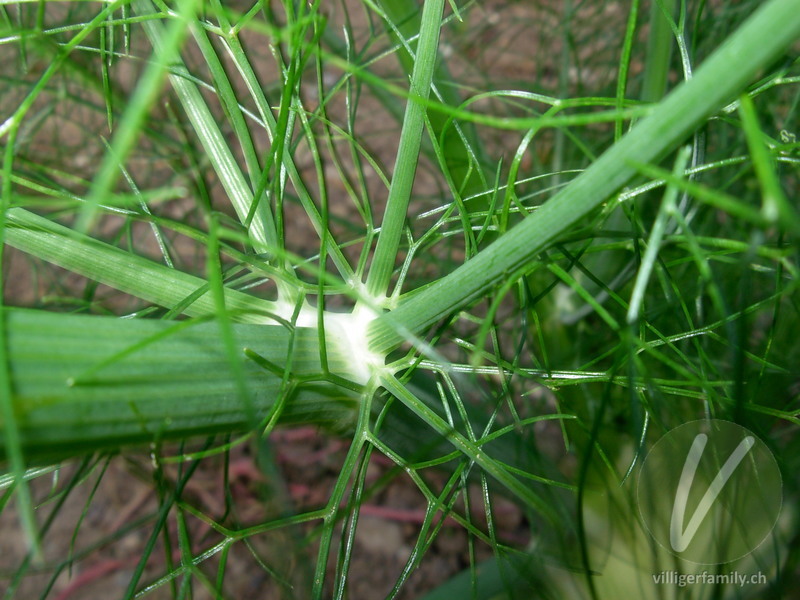 Fenchel: Blätter, Stengel