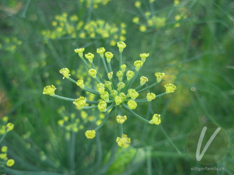 Fenchel: Blüten