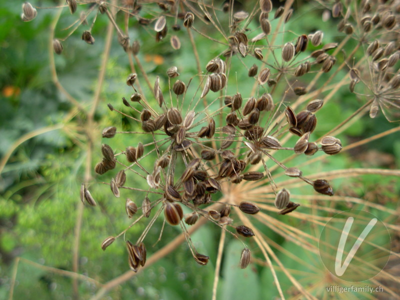 Dill: Früchte