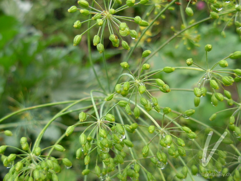 Dill: Früchte