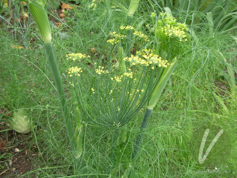 Fenchel: Blüten, Gesamtbild