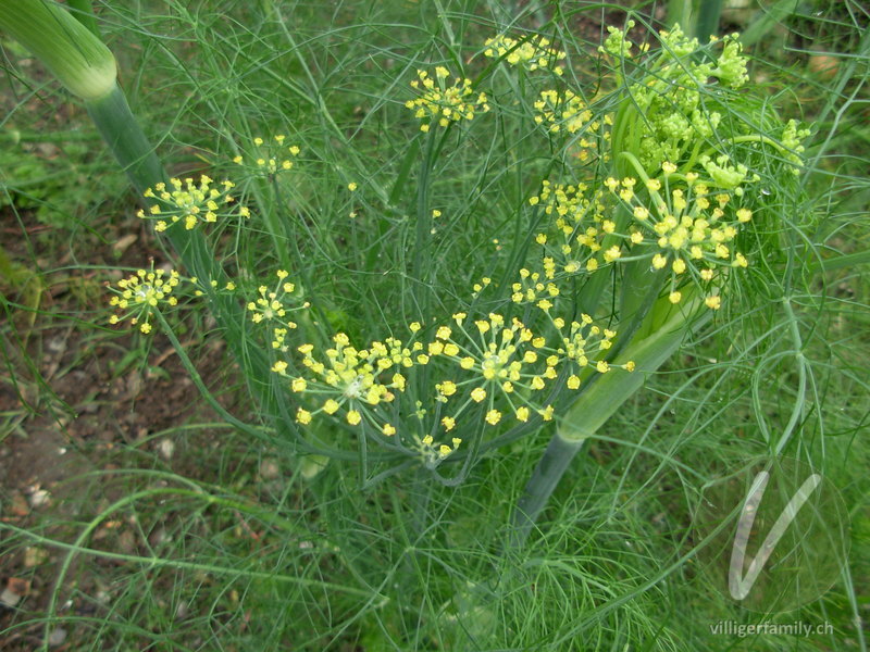 Fenchel: Blüten