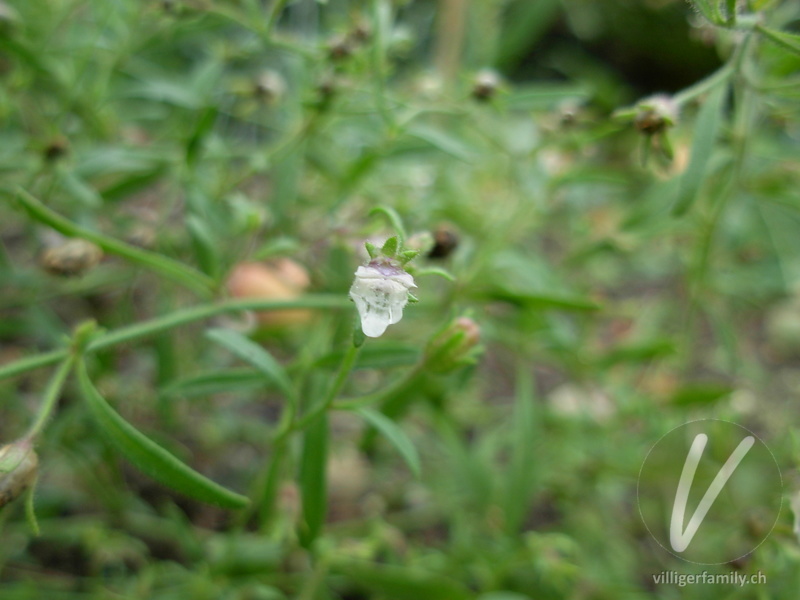 Kleines Leinkraut: Blüten