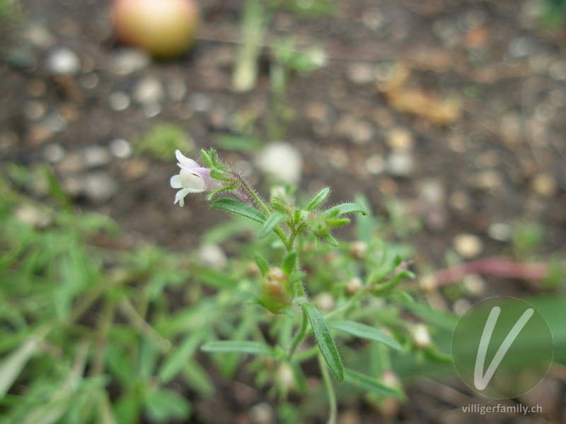 Kleines Leinkraut: Blüten