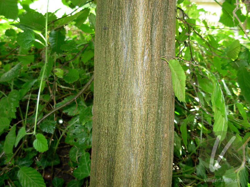 Rot-Buche: Stengel
