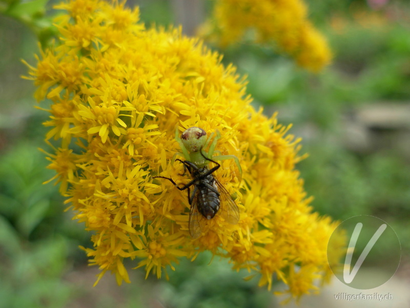 Krabbenspinne (Misumenops tricuspidatus): 
