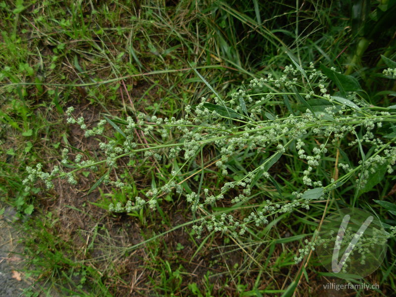 Weisser Gänsefuss: Blüten