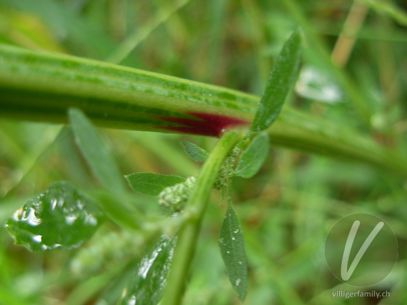 Weisser Gänsefuss: Stengel