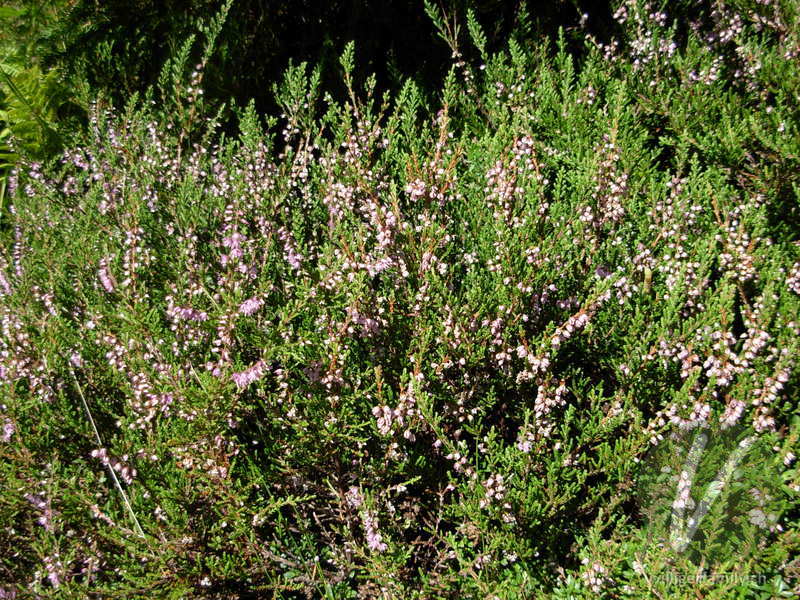 Besenheide: Gesamtbild
