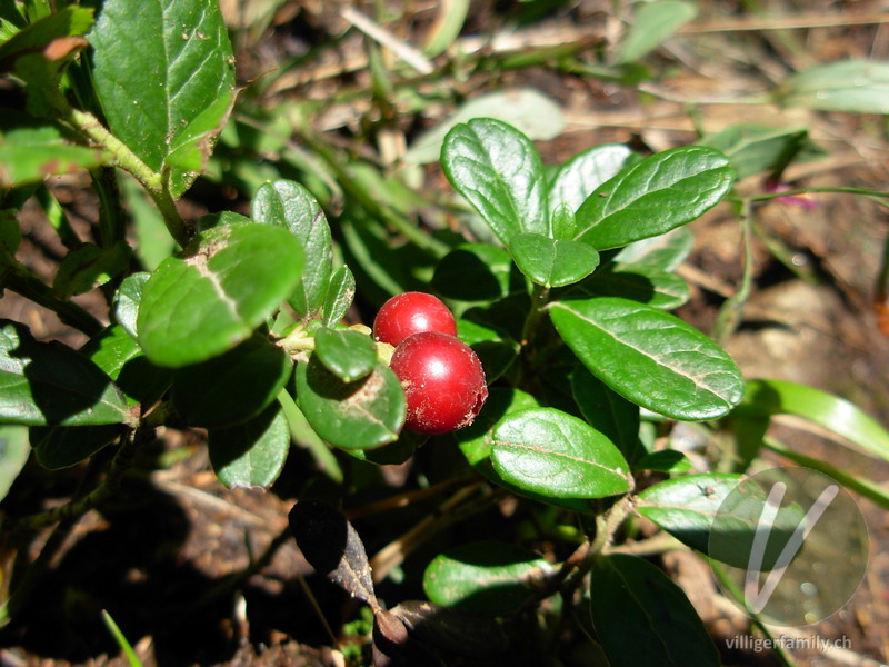 Preiselbeere: Früchte