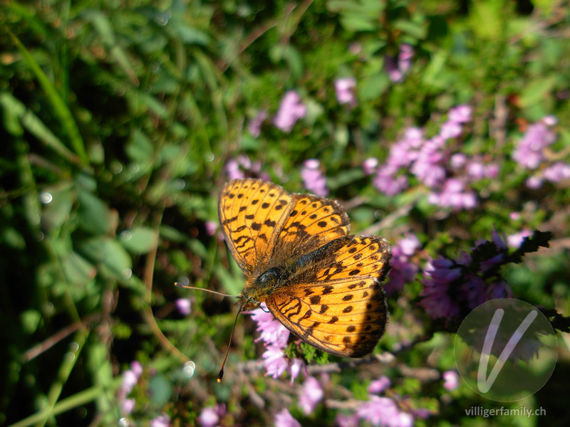 Mädesüss-Perlmutterfalter: 