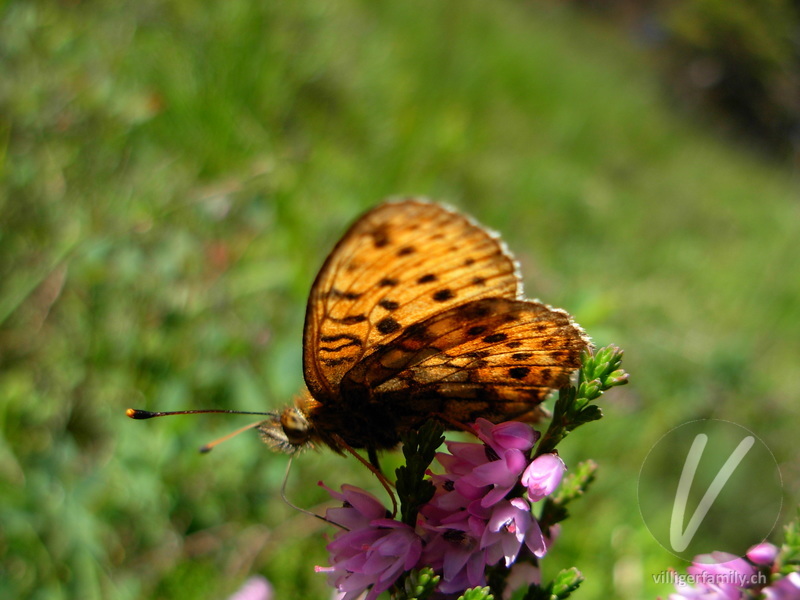 Mädesüss-Perlmutterfalter: 
