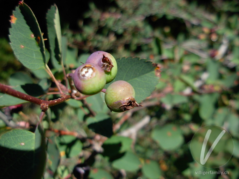 Gewöhnliche Rauschbeere: Früchte