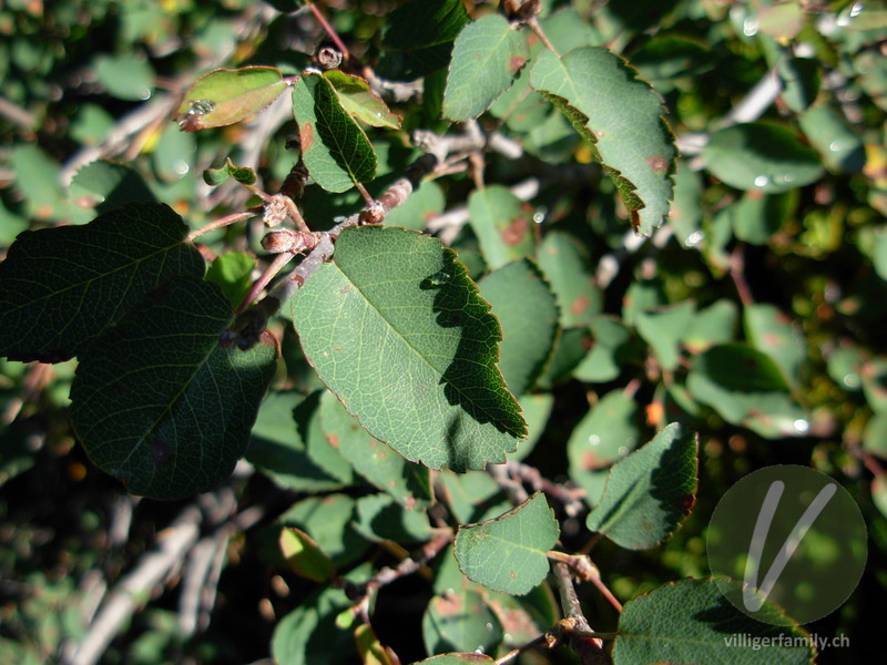 Gewöhnliche Rauschbeere: Blätter