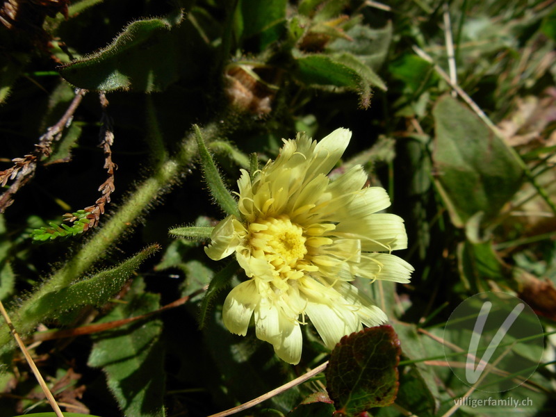 Weissliches Habichtskraut: Blüten