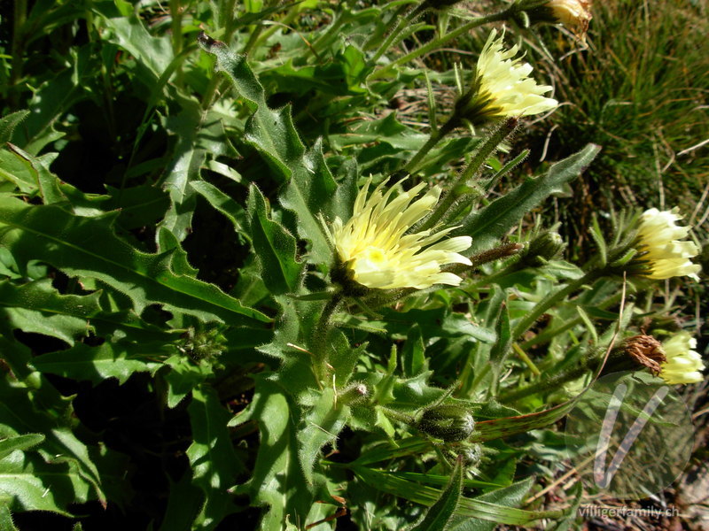 Weissliches Habichtskraut: Blüten