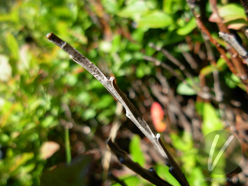 Heidelbeere: Stengel