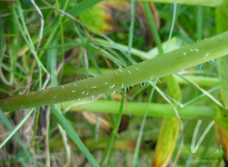 Knotenfuss: Stengel