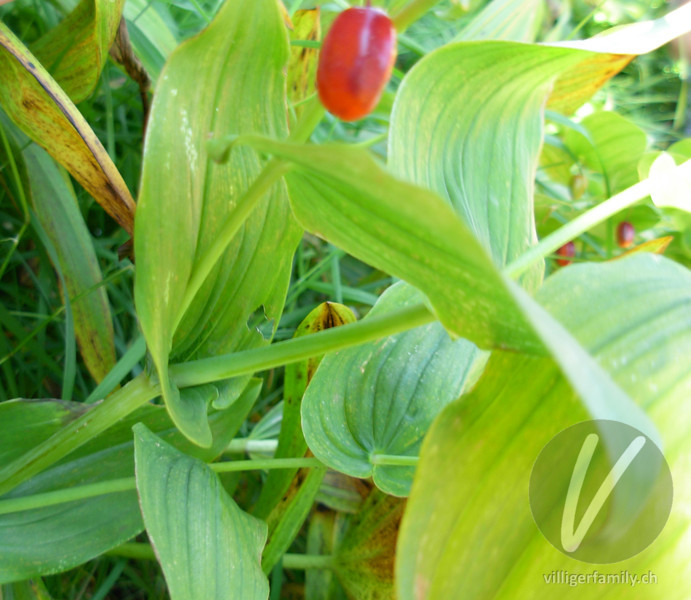Knotenfuss: Stengel