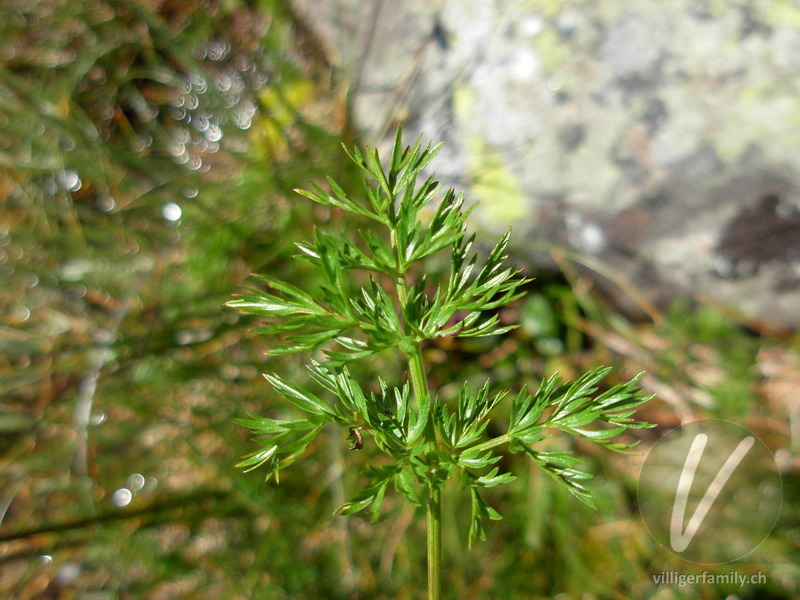 Alpen-Liebstock: Blätter