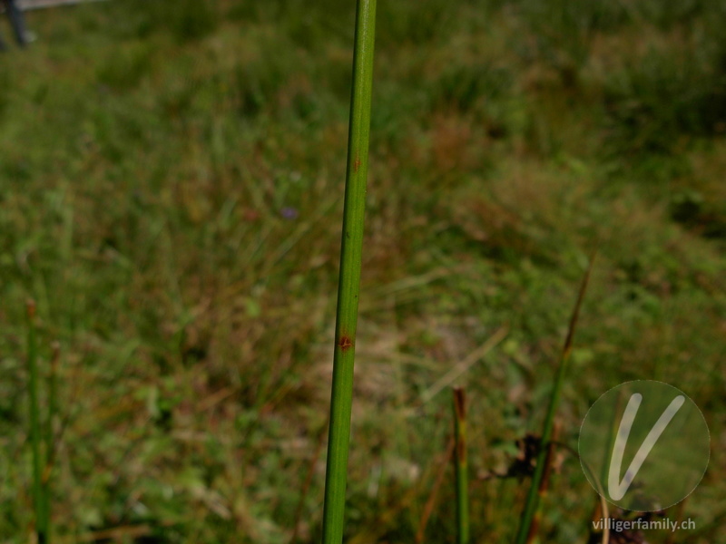 Flatter-Binse: Stengel