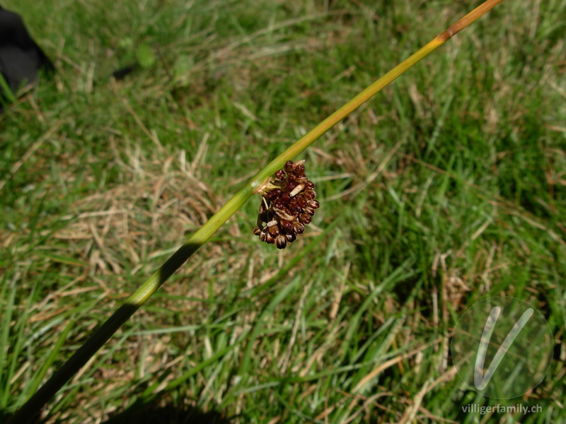 Flatter-Binse: Blüten