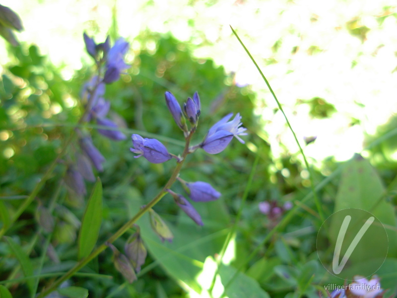 Bittere Kreuzblume: Blüten
