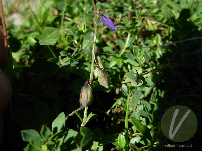 Bittere Kreuzblume: Blüten