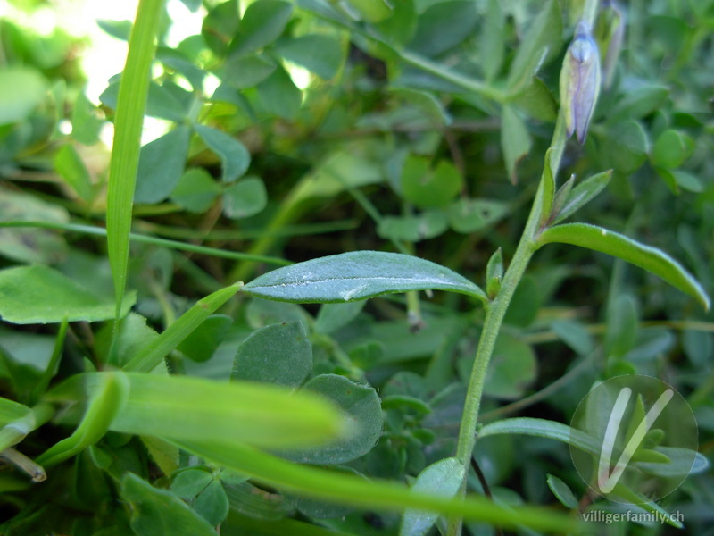Bittere Kreuzblume: Blätter