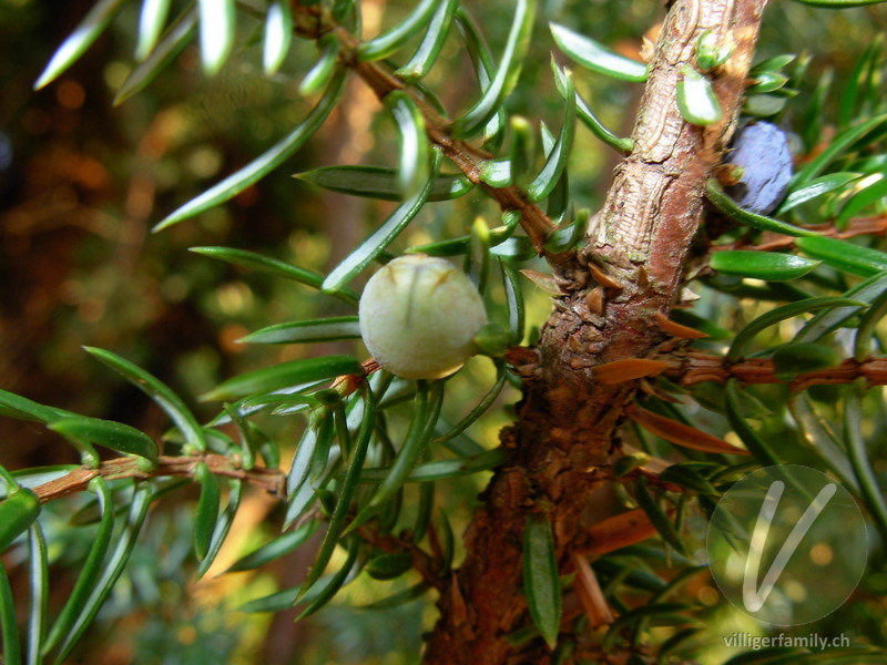 Gewöhnlicher Wacholder: Stengel, Früchte