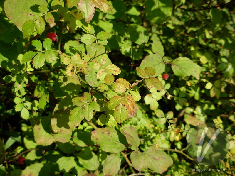 Feld-Rose: Blätter